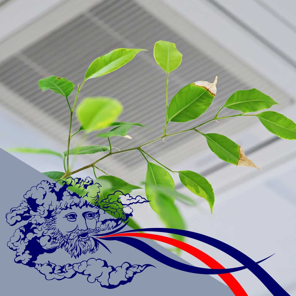 Indoor solutions and tips for high quality air for people and even plants